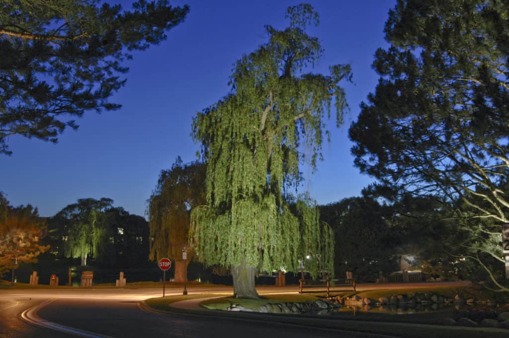 Willow Tree Outdoor Lighting in Chicago, IL Outdoor Accents